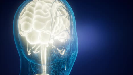 Anatomie-Des-Menschlichen-Gehirns